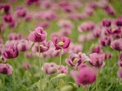 모두와 사이좋게 지내고 싶은 작은 인형