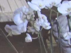 내게 하사하신 여름