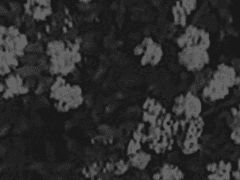 [LeonxCount D] sweet vice-01