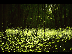 카게야마ver. 순장(殉葬)4