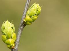 [소소이설] 가지에 피어난 새순