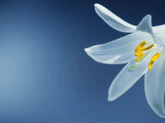 릴리 애셔 비밀 설정