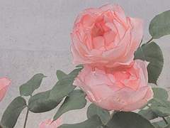 초여름의 한조각