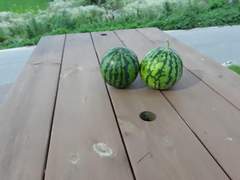 수박이 복을 담아주네요