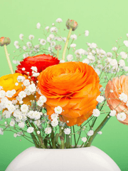 러넌큘러스(매력에 매료된)