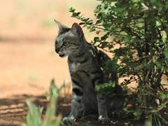 {"-warrior_hope-"}구름에 가려진 달빛(2)