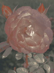 또 다른 우주에서