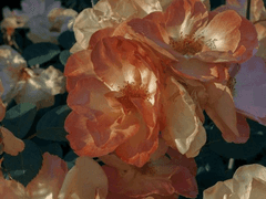 꽃을 보러 갈까요