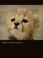 무해한 아기치타를 주웠습니다