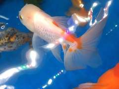 [다자츄/太中] 어항 속에서 금붕어와 사랑을