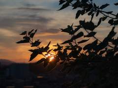 금빛 띠를 두를 때 2pix