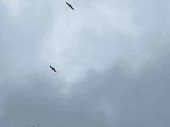 그림 연성 타입