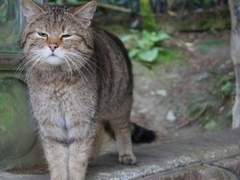 {"-𝐰𝐚𝐫𝐫𝐢𝐨𝐫_𝐡𝐨𝐩𝐞-"}피로물든 달