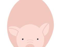 배가 터지는 돼지의 삶