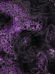 스승님, 죽지 말아주세요
