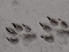 시리무, the footprint