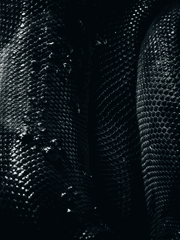 [고죠유지]독사