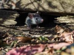 [도위소병] 시골쥐와 도시쥐 01