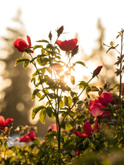 여미새 남주, 남미새 여주 