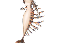 포이즈 루눌라타 / Poiz Lunulata 프로필