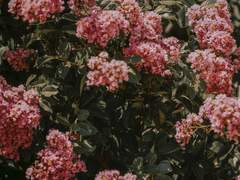 백 석 사 단 2 - 11