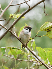 [야생의 소년 X 미스터리 수사반]