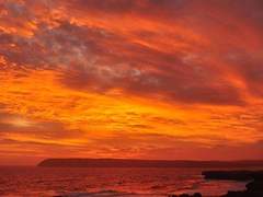 Eugene L. Verdi/xy/덤스트랭/순혈