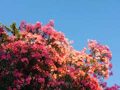 [늦봄] 봄을 잃은. (2) - 밈