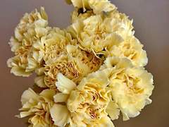 [제5인격](요셉x베라) 당신을 경멸합니다. 1