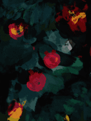 월간 빨간 석류