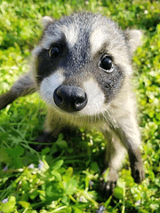 단나더/슈단나더