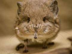 땃쥐 마을 이 찬