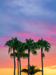 [묘향, 리뮤]My coloria