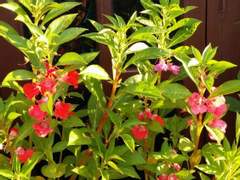 꽃씨 가지러/이도은