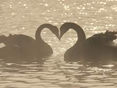 청춘 백조 talk 10