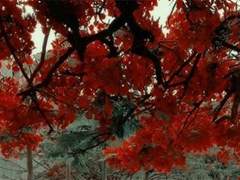 [ 여우의 두번째 염원(念願) ]