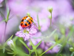 무당벌레 날아다니는 풀밭