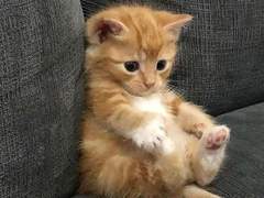 하이큐드림 이나리자키 역하렘 수인물 3