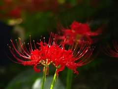 [BL]나팔꽃과 함께 1화