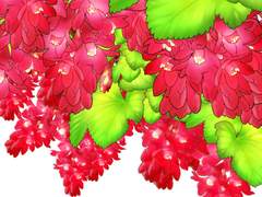 리베스 산귀네움