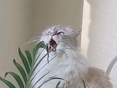 부활한 캣 야자 넘버투