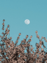 경화수월[鏡花水月]