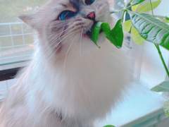 파키라나무 수난시대