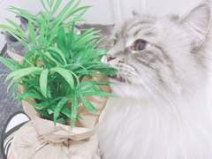 테이블야자와 자해공갈단