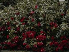 누구나 쉽게 배우는 삶의 지혜 일곱선 (2) 사계절 아름다운 정원의 비밀