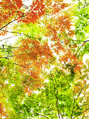 빛나는 카르마의 세계 | 초고