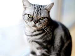 마누라와 순한 양