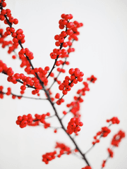 혼죠 카오루코 [지평의 원해]