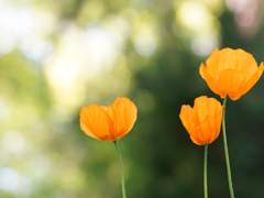 A never-ending night