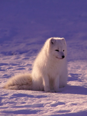 여우소굴 이나리자키